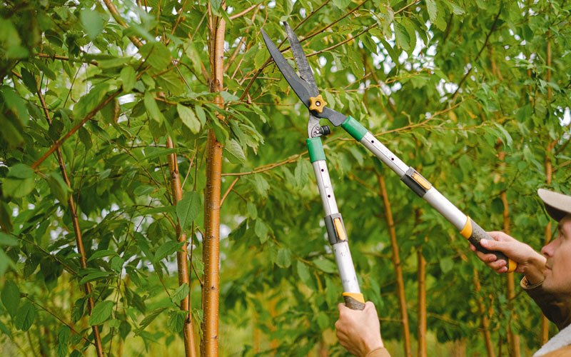 Tree trimming in Prairie Home, MO